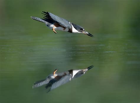 Bird Dart Photograph by Christopher Schlaf | Fine Art America