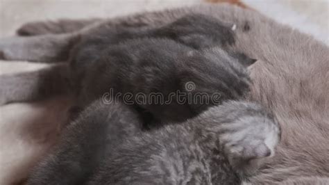 Nursing Mother Cat Feeds Their Newborn Kittens Lying on a Blanket Stock ...