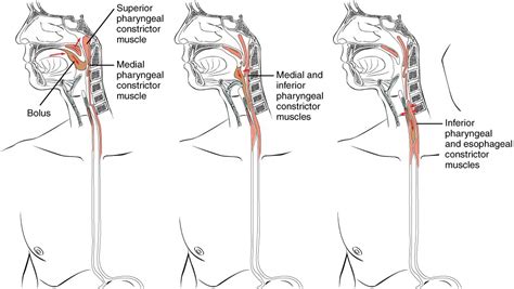 The Mouth, Pharynx, and Esophagus | Anatomy and Physiology II