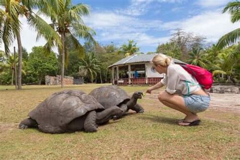 Island Gigantism and Dwarfism: What Are They? - My Animals