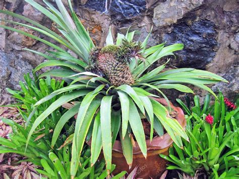 Rare tropical flowers and plants in a garden of orchids — Stock Photo ...