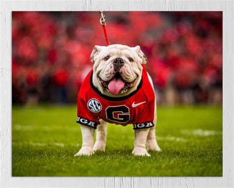UGA: Georgia Bulldogs Uga X Mascot Photo Picture Print | Etsy
