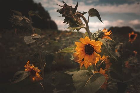 Sunflower Farm - Jason Sean Photography