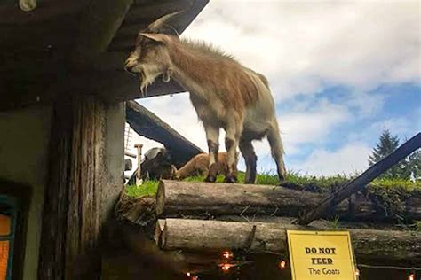 Goats-on-the-roof-2 - Love from Scotland