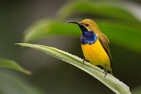 Olive-backed Sunbird Pictures and Photos - Photography - Bird ...