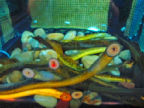 Creation Essences: Sea Lamprey Invasive Species (Petromyzon marinus)