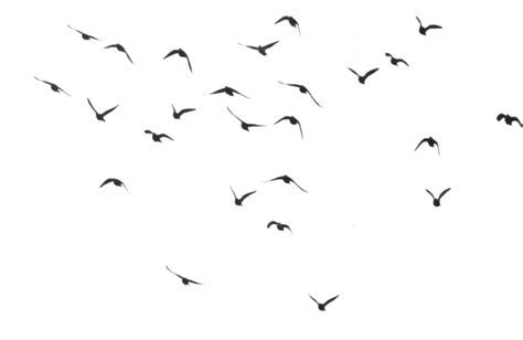 Black Swarm Of Bird Flying PNG Image - PurePNG | Free transparent CC0 ...