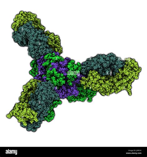 Ebola virus glycoprotein (GP), molecular structure. Occurs as spikes on ebola virus surface ...