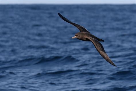 Flesh-footed Shearwater (Puffinus carneipes) | Ball's Pyrami… | patrickkavanagh | Flickr