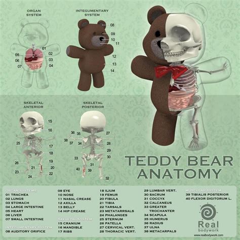 Teddy Bear Anatomy | Teddy bear, Teddy, Anatomy