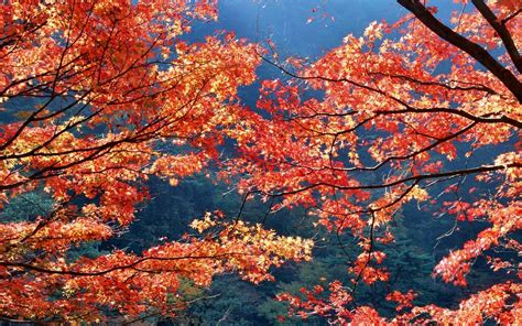 1920x1200, Japan, Autumn, Season, Leaves Wallpapers HD / Desktop and Mobile Backgrounds