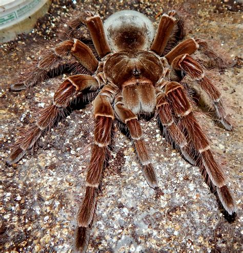 MF Lagertha - Theraphosa blondi (Goliath Birdeater) | Tarantula Forum