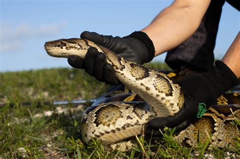 Florida’s python hunt promotes politician, fails to eliminate invading reptiles • Georgia Recorder