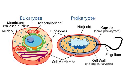 Are All Organisms Made Of Cells? Exploring The Cellular Basis Of Life - Vườn Bưởi Tư Trung