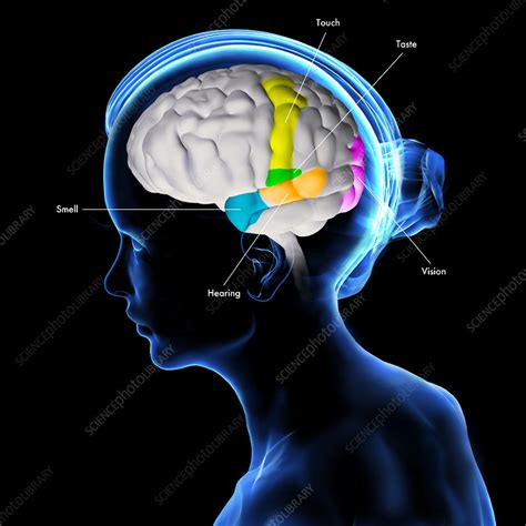 Sensory areas of the brain, illustration - Stock Image - C049/3366 - Science Photo Library