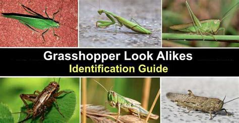 Grasshopper Look-Alikes: Katydids, Crickets, Locusts - Identification Guide