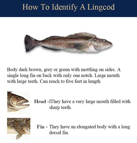 LingCod | Yakutat