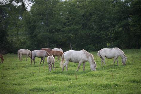 8 Japanese Horse Breeds That You Should Learn About - Horses & Foals