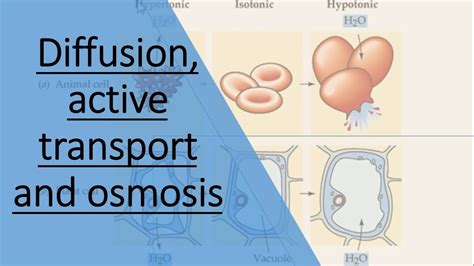 Diffusion, active transport and osmosis - YouTube