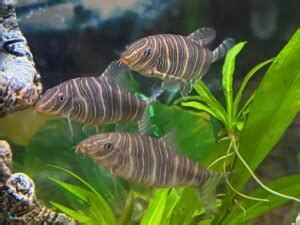 Zebra Loach Care & Tank Set Up Guide For Beginners