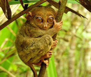 Tarsier - Ten Random Facts