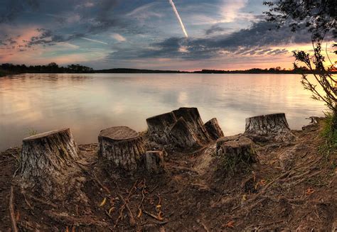 Cutted Trees Photograph by Frank Herrmann