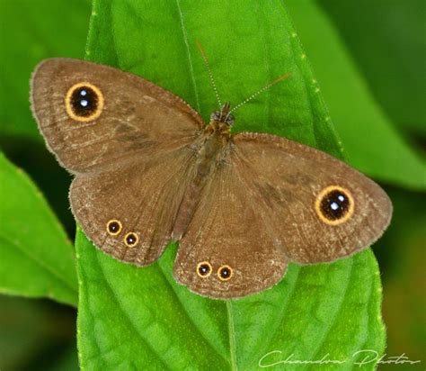 Moth, FREE Stock Photo: Eyespots-Winged Moth, Macro Photo, Royalty-Free Insect Stock Image