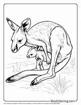 100  Kangaroo coloring Pages Free PDF To Print Woo Coloring sketch template