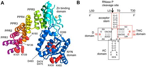 Biomolecules | Special Issue : Function and Structure of RNase P in Fungi, Bacteria and Human Cells