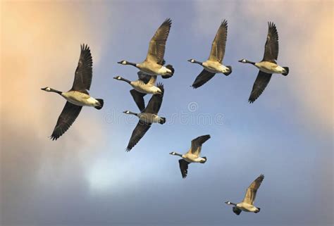 Flock of Canada Geese Flying in V Formation Stock Image - Image of ...