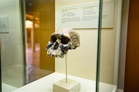 The New Olduvai Gorge Museum – Ngorongoro Conservation Area Authority (NCAA)