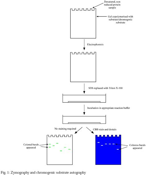 Zymography Protocol