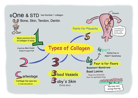 Collagen: The introduction and type - Creative Med Doses