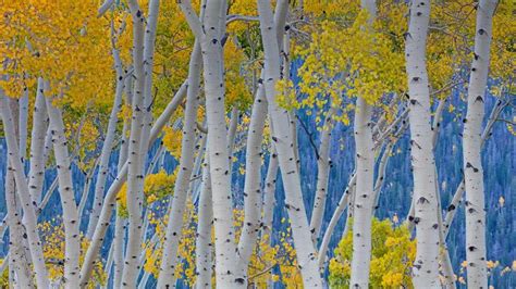 Quaking aspens of Pando in Fishlake National Forest, Utah.All is not as ...