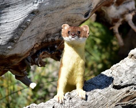 Long-Tailed Weasel - Facts, Diet, Habitat & Pictures on Animalia.bio | North american animals ...