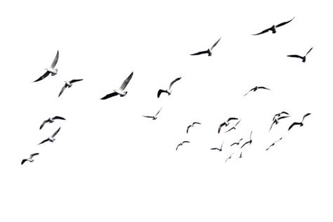 Flying Birds Images With White Background - Goimages I