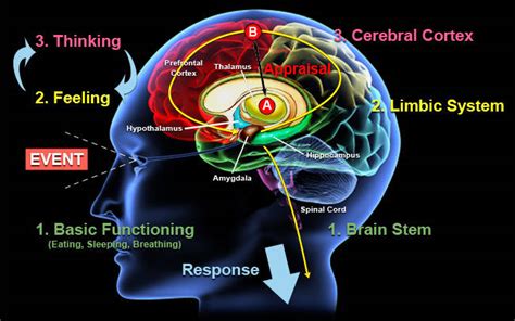 Higher States of Consciousness and Total Brain