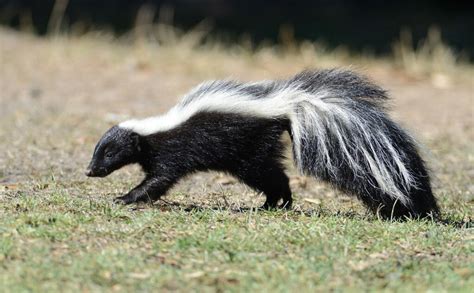 Skunk - Skunk Removal Services - Bay Area Wildlife Solutions