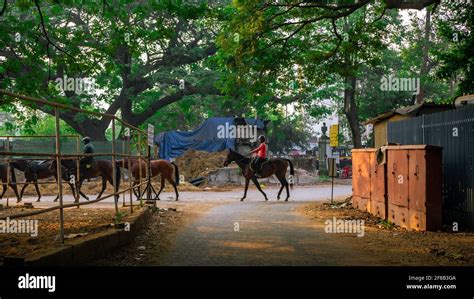 MUMBAI, INDIA - December 29, 2021: Group of Jockey and Racehorses ...