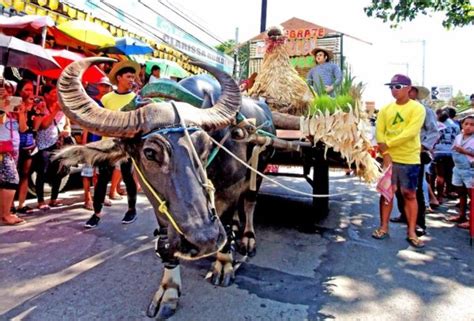 Pulilan Carabao Festival 2019 in Philippines, photos, Festival ...