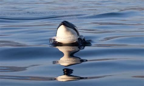 Fisherman's Wharf Monterey | Monterey Bay Whale Watch