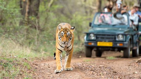 Romantic India & Jungle Safari | Spot Elusive Tigers | andBeyond