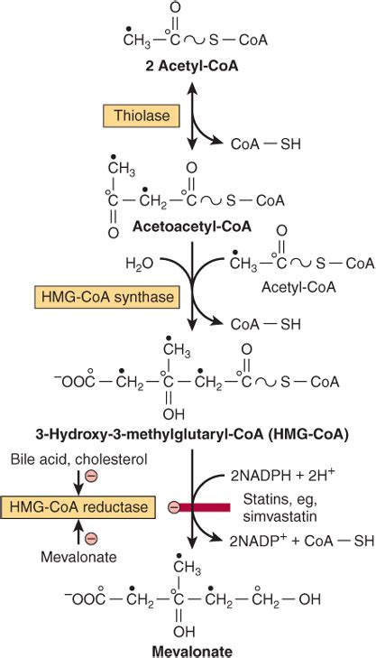 Cholesterol Synthesis, Transport, & Excretion | Basicmedical Key