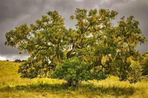 5 Best Drought Tolerant Trees to plant in Sonoma County