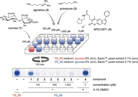 Effects of small molecule chemicals on trichothecene biosynthesis ...