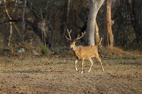 The Chital or Cheetal (Axis Axis), Also Known As the Spotted Deer. Stock Image - Image of animal ...