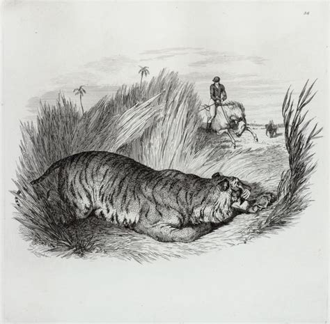 Tiger hunt. - NYPL Digital Collections