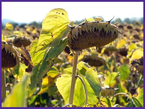 Harvesting Sunflower Seeds - How & When to Harvest Sunflower Seeds - Together Time Family