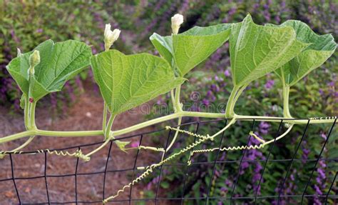 Cucumber vine stock photo. Image of cucumber, vine, cucurbits - 10848010