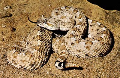 Sidewinder | Desert Adaptation, Venomous & Nocturnal | Britannica